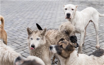 В Красноярске возбудили уголовное дело о непринятии мер к отлову бродячих собак