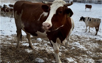 Кооперативы Красноярского края получат почти 52 млн рублей на закупку молока и мяса у населения