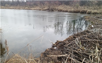 На юге Красноярского края бобры устроили десятки новых озер