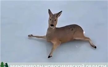 В Новосибирской области косули застряли на ледяном озере во время миграции