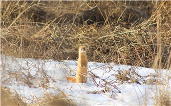 В нацпарке Шушенский бор в фотоловушку попал скрытный колонок