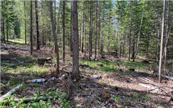 В Красноярском крае чёрного лесоруба приговорили к реальному сроку