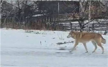 Подросток из Каратузского округа получит компенсацию за укус собаки