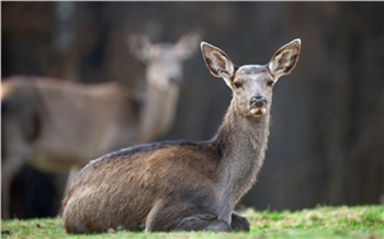 Браконьер застрелил двух косуль на юго-востоке Красноярского края