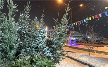 Красноярцам рассказали, когда начнут работать елочные базары
