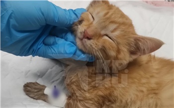 В Красноярске хозяева отказались лечить котенка, которого случайно постирали в машинке