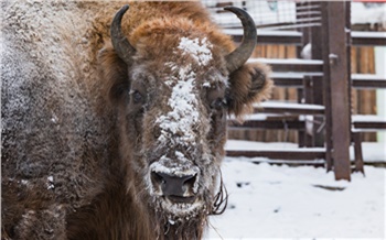 В красноярском Роевом ручье рассказали, как животные переносят сибирские морозы