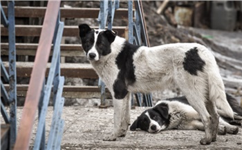 Глава Следкома поручил повторно возбудить уголовное дело о нападении собаки на женщину с ребенком в Красноярском крае