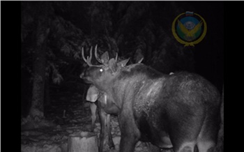 В Красноярском крае в фотоловушку попал бой на рогах двух лосей