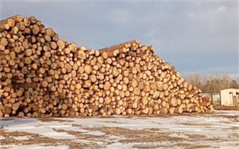 В Красноярском крае бизнес-леди уличили в контрабанде пиломатериалов на 185 млн рублей