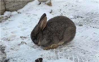 Замерзнет, бедолага: в красноярском Солнечном на улице заметили кролика