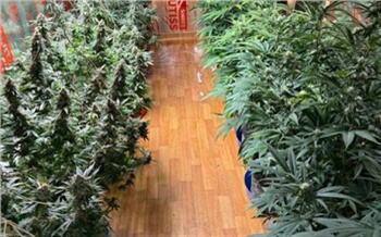 Красноярец обустроил на даче теплицу для выращивания конопли