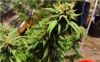 Красноярца осудили за выращивание конопли