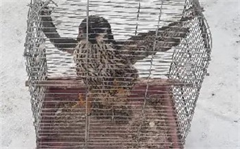 На жительницу Красноярского края завели уголовное дело после попытки продать редкую птицу