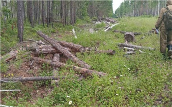 Иркутянина осудили за незаконную рубку леса на 43 млн рублей в Красноярском крае