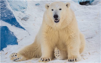 В красноярском Роевом ручье рассказали об уникальных технологиях выживания животных в морозы