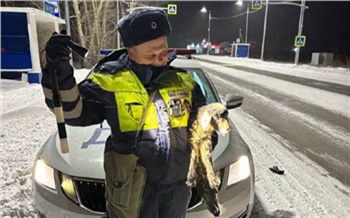 В Красноярском крае полицейские спасли замерзающего на трассе ягненка