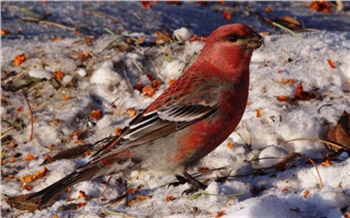 Нацпарк Красноярские Столбы показал самых красивых зимующих птиц