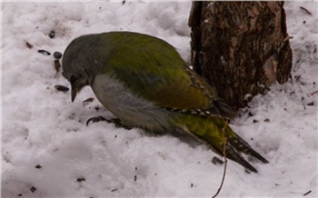 Красноярцам напомнили, чем нельзя кормить птиц в морозы