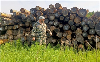 В Енисейском районе предприниматель получил условку за незаконную вырубку леса на 1 млн рублей