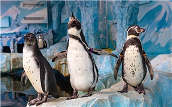 В красноярском Роевом ручье поделились уникальными фактами о пингвинах