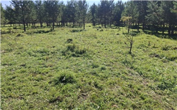 На юге Красноярского края администрация района незаконно сдала в аренду земли природного заказника