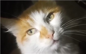 Пушистенький, жирненький: красноярские бойцы СВО приютили кота по кличке Дональд Трамп