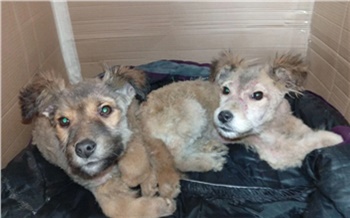 Сибиряки создали чат помощи бездомным животным в лютые морозы