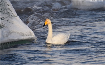 В Красноярске на Енисее и его притоках замечен краснокнижный лебедь-кликун