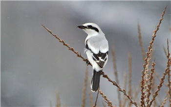 В Шушенском бору впервые за 30 лет зимой увидели хищную птицу в черной маске