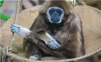 В красноярском Роевом ручье рассказали о белоруком гиббоне-долгожителе