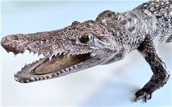 Красноярские таможенники обнаружили чучело редкого сиамского крокодила у туристки из Вьетнама