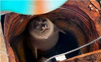 Нерпа захватила полярную метеостанцию на Таймыре