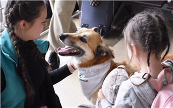 В аэропорту Красноярска снова появятся собаки-психологи