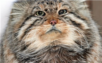 Новосибирский зоопарк простился со знаменитыми манулами-долгожителями