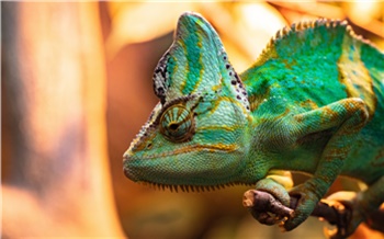 В красноярском Роевом ручье рассказали об особенностях языка хамелеона