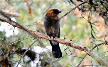 Сойка устроила концерт для лесных пожарных на юге Красноярского края