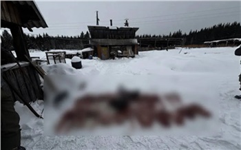 Жителя Красноярского края уличили в незаконной добыче шести косуль