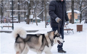 В Госдуме опровергли возможное введение налога на выгул собак