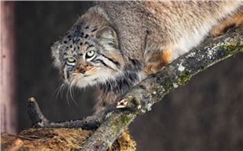 В красноярском Роевом ручье у манула Бориса началась разжировка