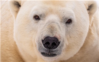 В красноярском Роевом ручье напомнили истории появления в парке белых медведей