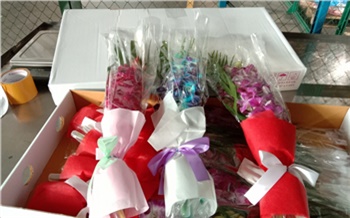 Почти 20 тонн цветов из Узбекистана и Таиланда привезли в Красноярск накануне 8 Марта