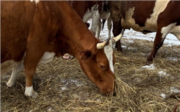 Подсобным хозяйствам Красноярского края окажут поддержку на содержание коров