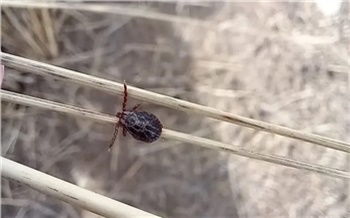 Первый в этом году случай укуса клеща зафиксирован в Красноярском крае