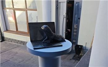 В Красноярске появился суслик ИТ-специалист