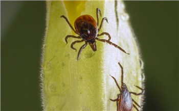 В Сибири ожидается нашествие агрессивных клещей