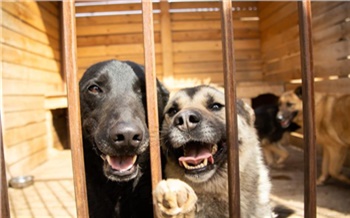 В Красноярске объявили сбор помощи для бездомных кошек и собак