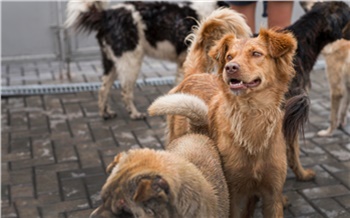 Стая собак покусала ребенка на севере Красноярского края