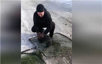 Агрессивную стаю из 60 бездомных собак отловили в красноярских Солонцах