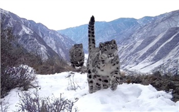 В Саяно-Шушенском заповеднике ученые определили пол котят самки ирбиса Муси